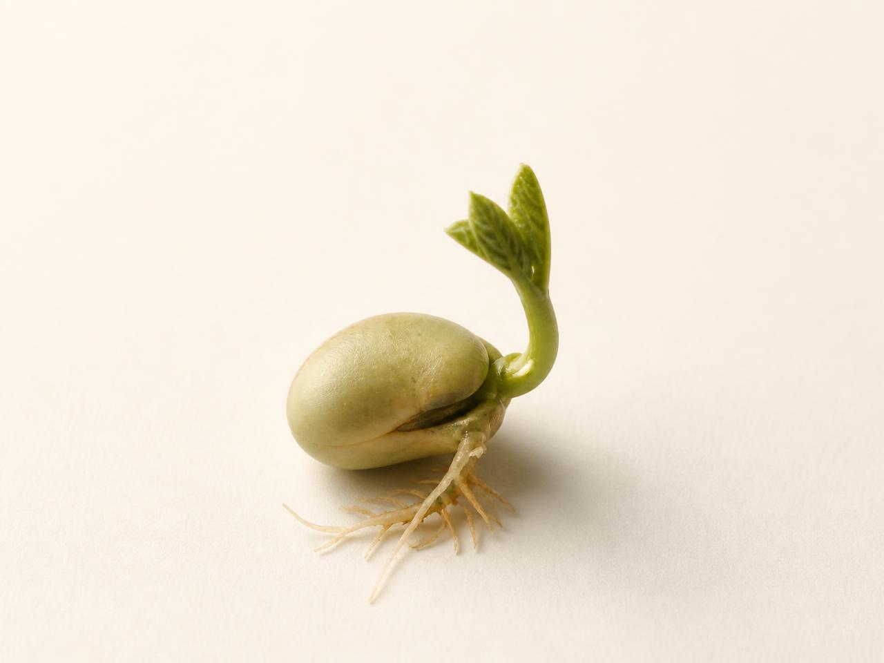 Semente de fava germinando com raízes e um pequeno broto verde